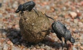 Promoting Dung Beetles on the Range